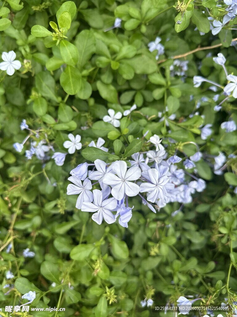蓝花绿叶交织的美丽景致