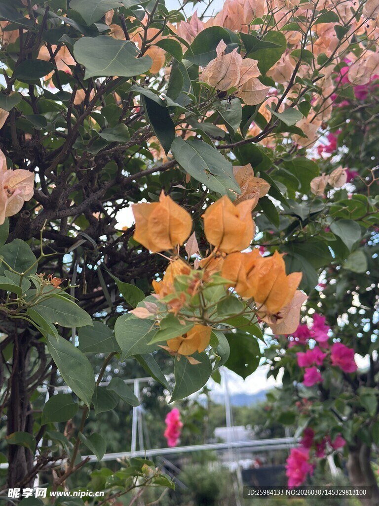 多彩三角梅绽放美景