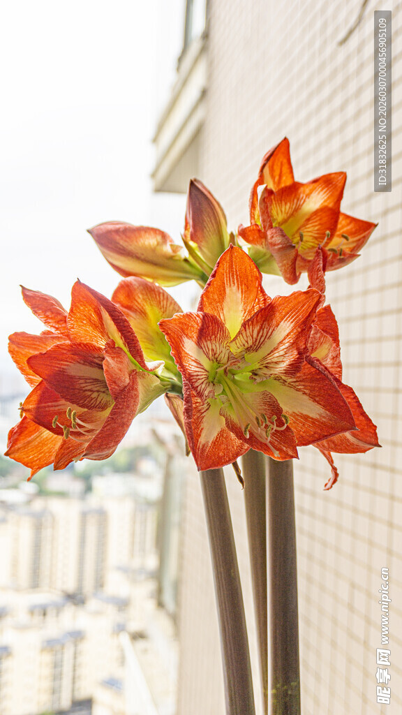 橙红朱顶红花朵特写
