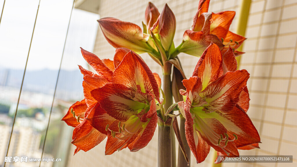 艳丽朱顶红绽放室内