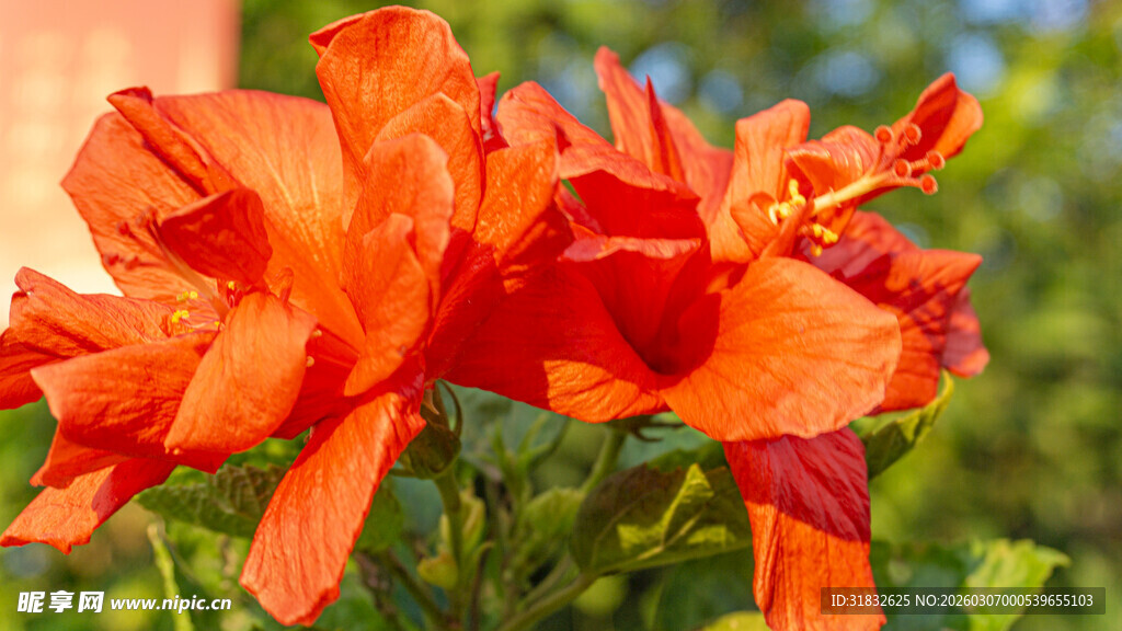 重瓣朱槿 重瓣扶桑