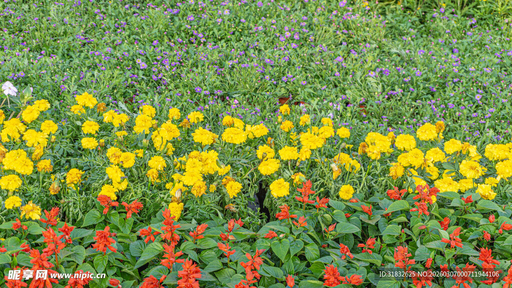 多彩花卉装点的美丽草地