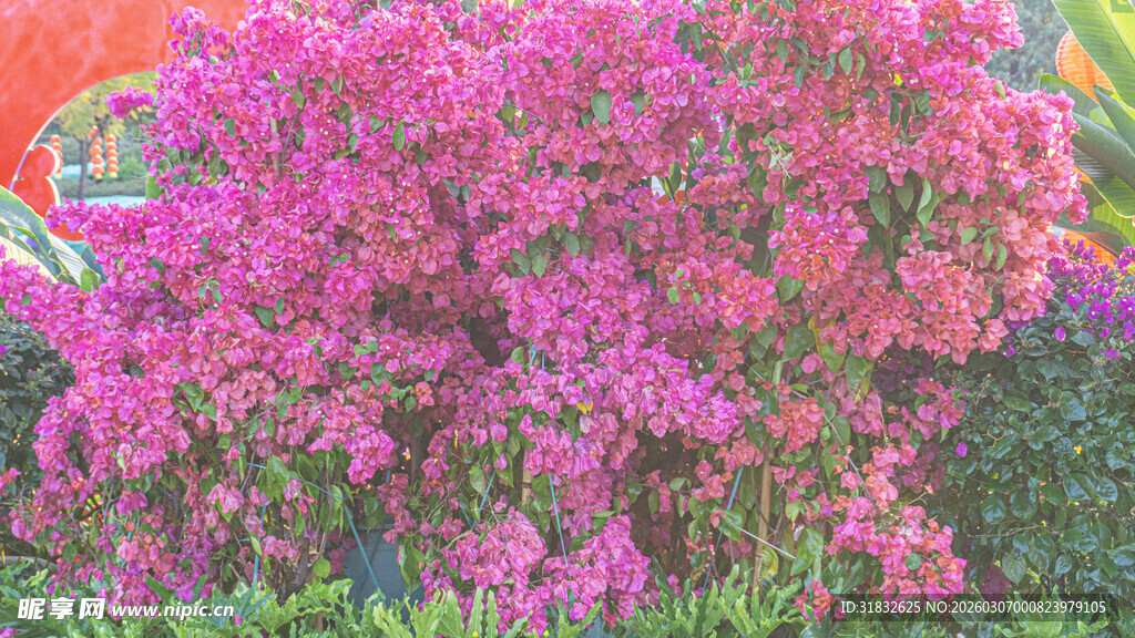 艳丽绽放的繁茂粉色花卉