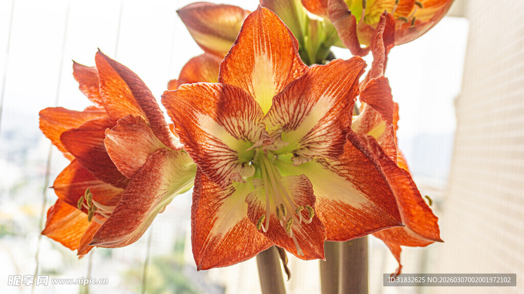 橙红色朱顶红花朵特写