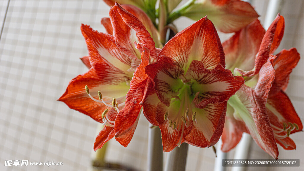 艳丽朱顶红绽放