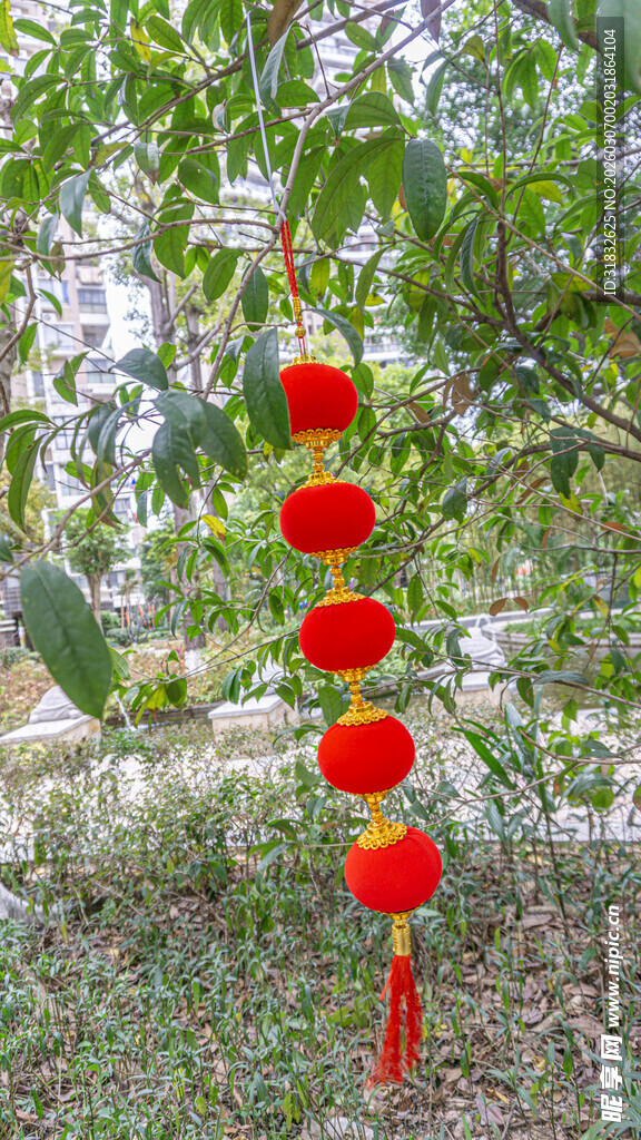 树上悬挂的喜庆红灯笼