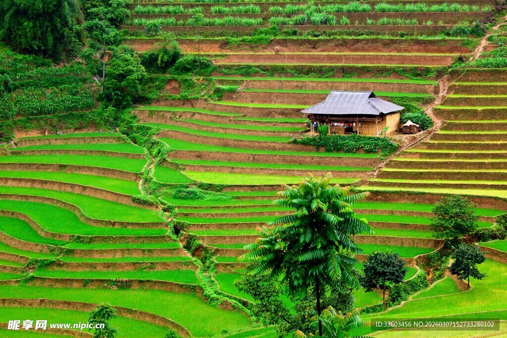 山间梯田旁的小屋
