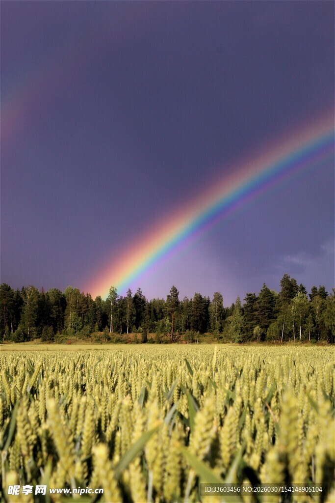 麦田上空的绚丽彩虹