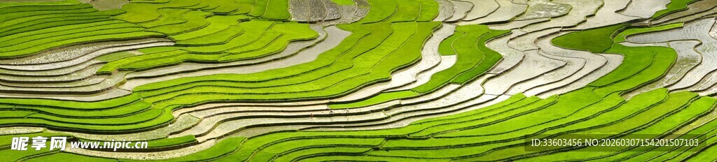 翠绿梯田美景