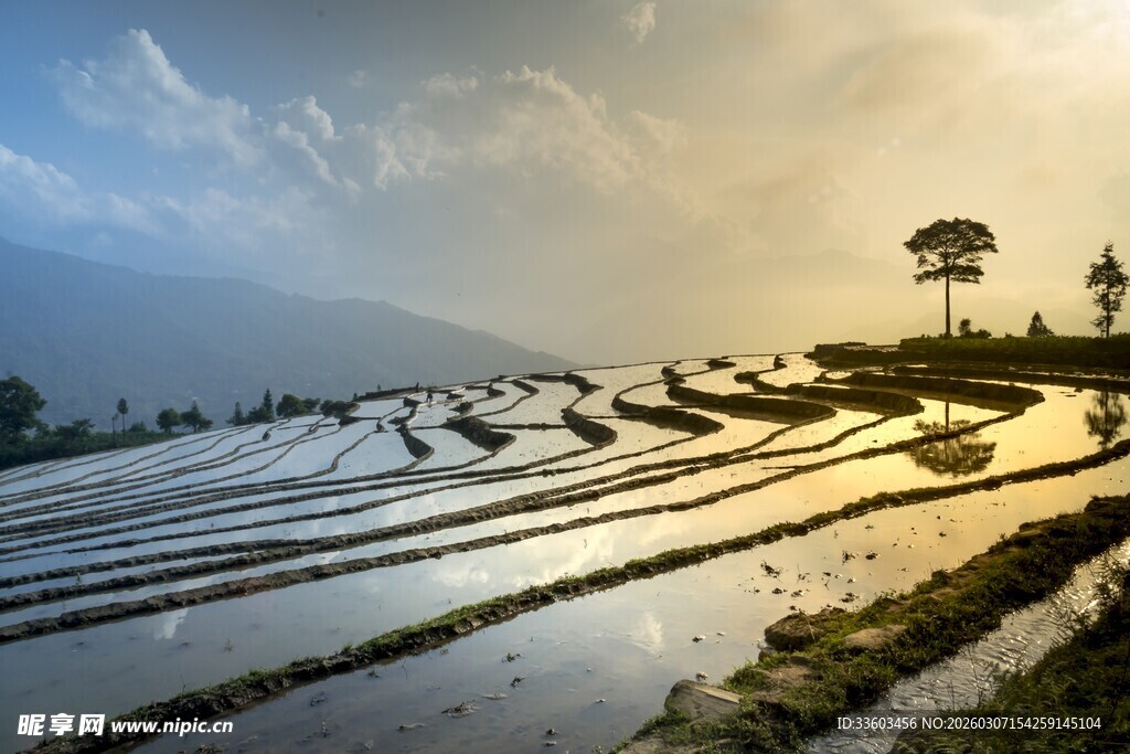 绝美梯田晨光景色