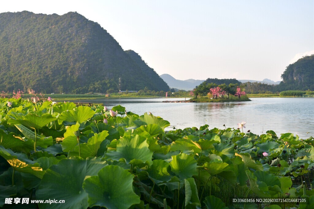 湖畔荷叶与远山美景