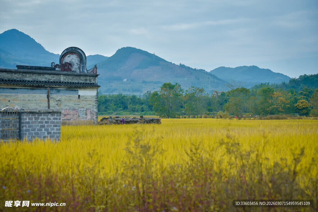 金黄田野旁的古朴建筑