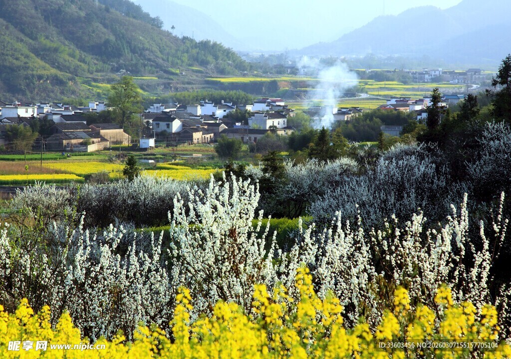 山间黄花簇拥的宁静村落