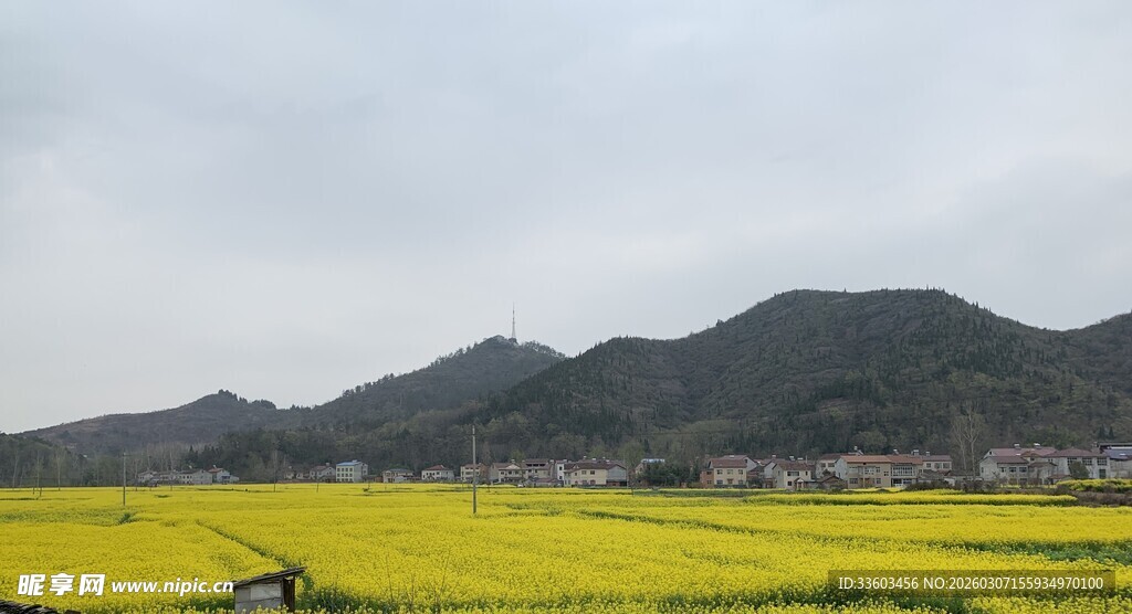 金黄油菜田与远山美景