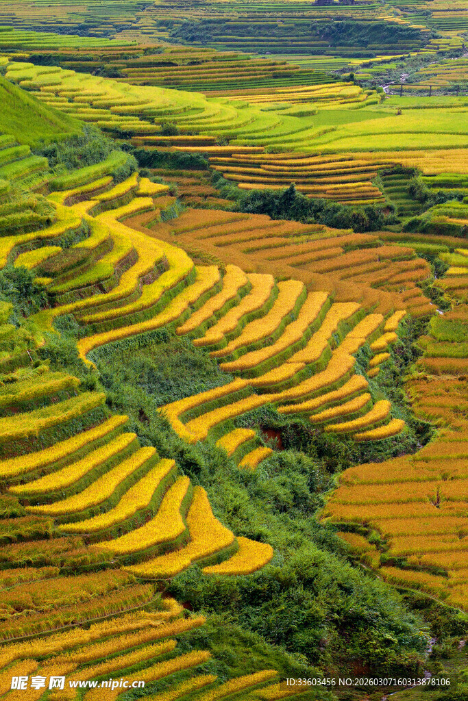 金黄梯田美景
