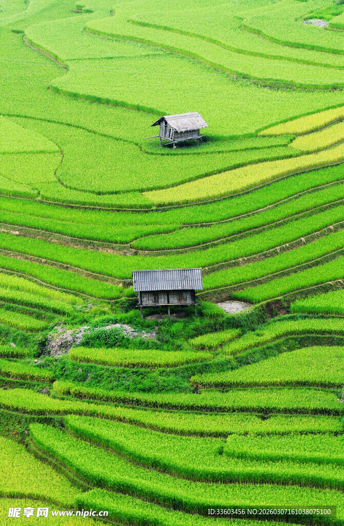翠绿梯田中的宁静小屋