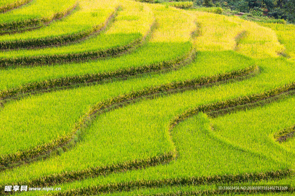 翠绿梯田美景