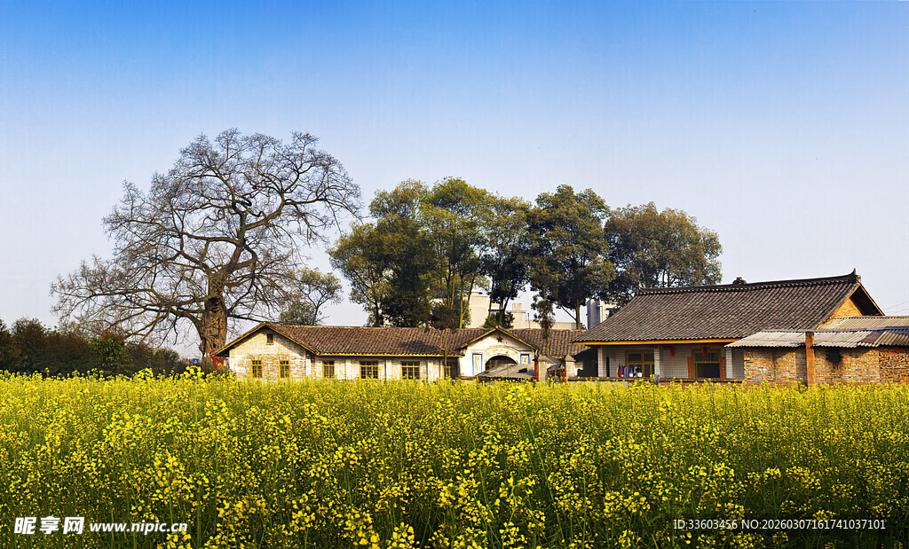 金黄花田中的中式传统建筑