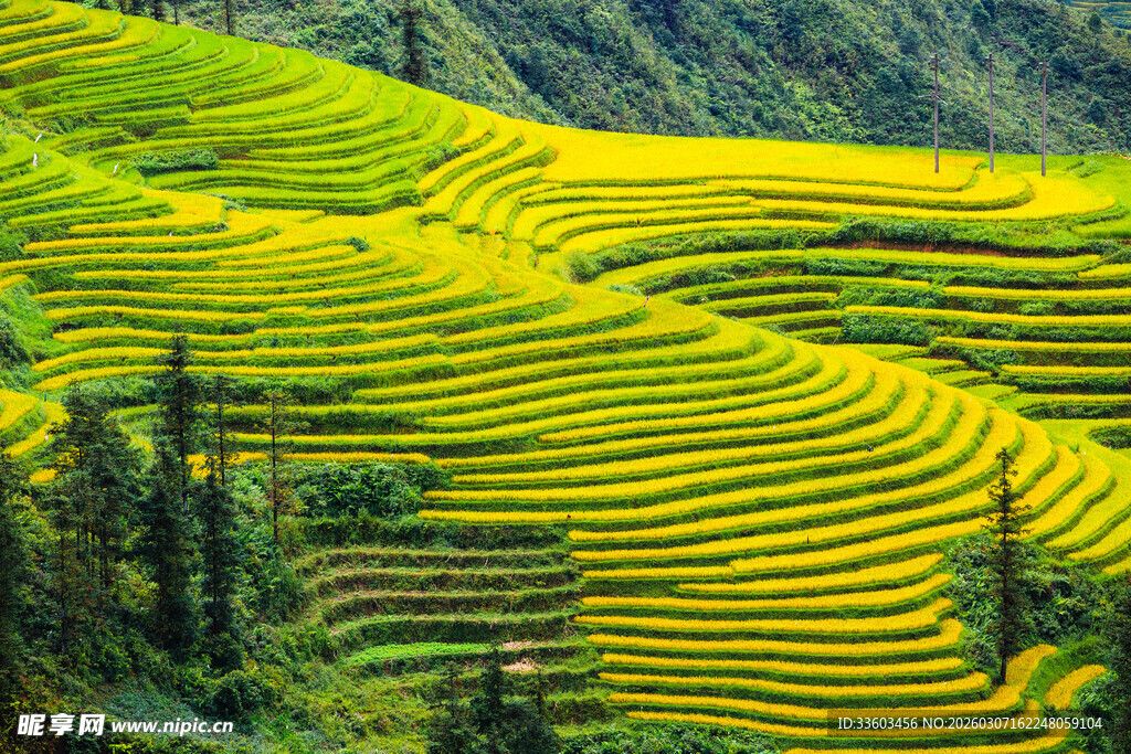 金黄梯田美景