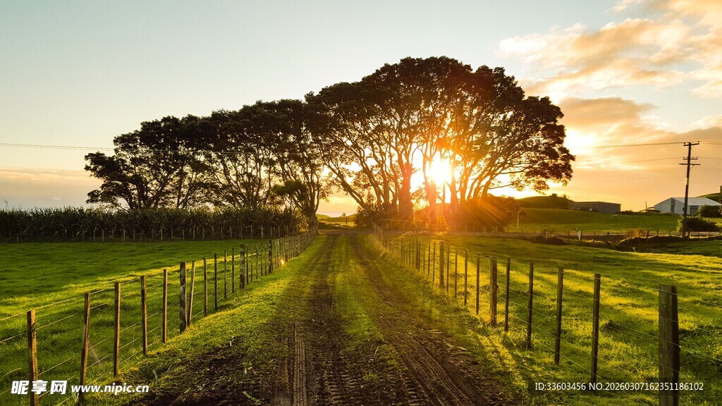夕阳下的田野树木美景