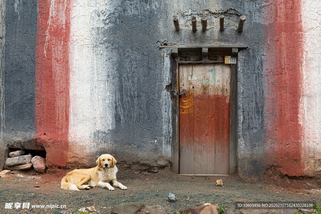 老旧门前休憩的黄狗