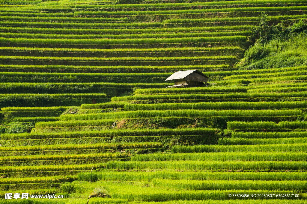翠绿梯田中的小屋