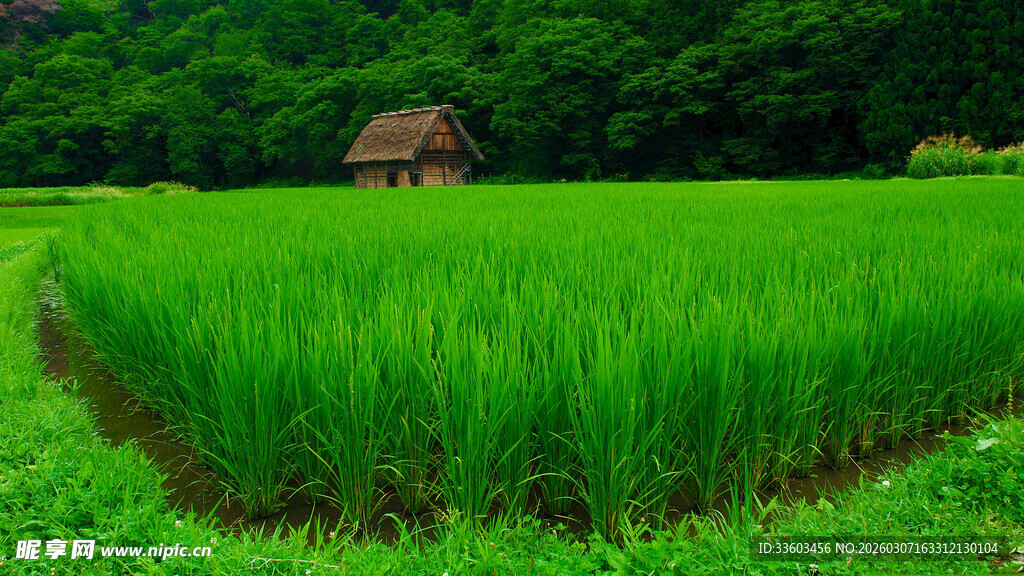 田园稻田中的古朴小屋