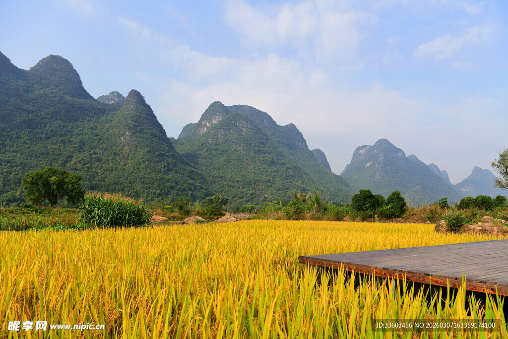 金黄稻田旁的秀丽山水