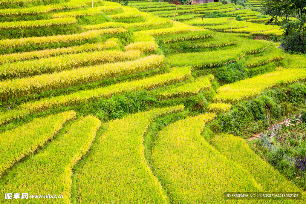 层层叠叠的翠绿梯田