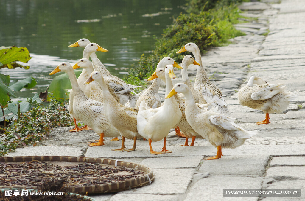 一群鸭子在水边石板路