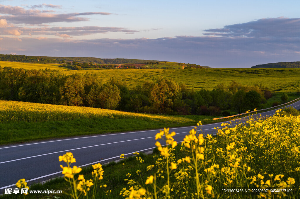 田园公路边的灿烂油菜花