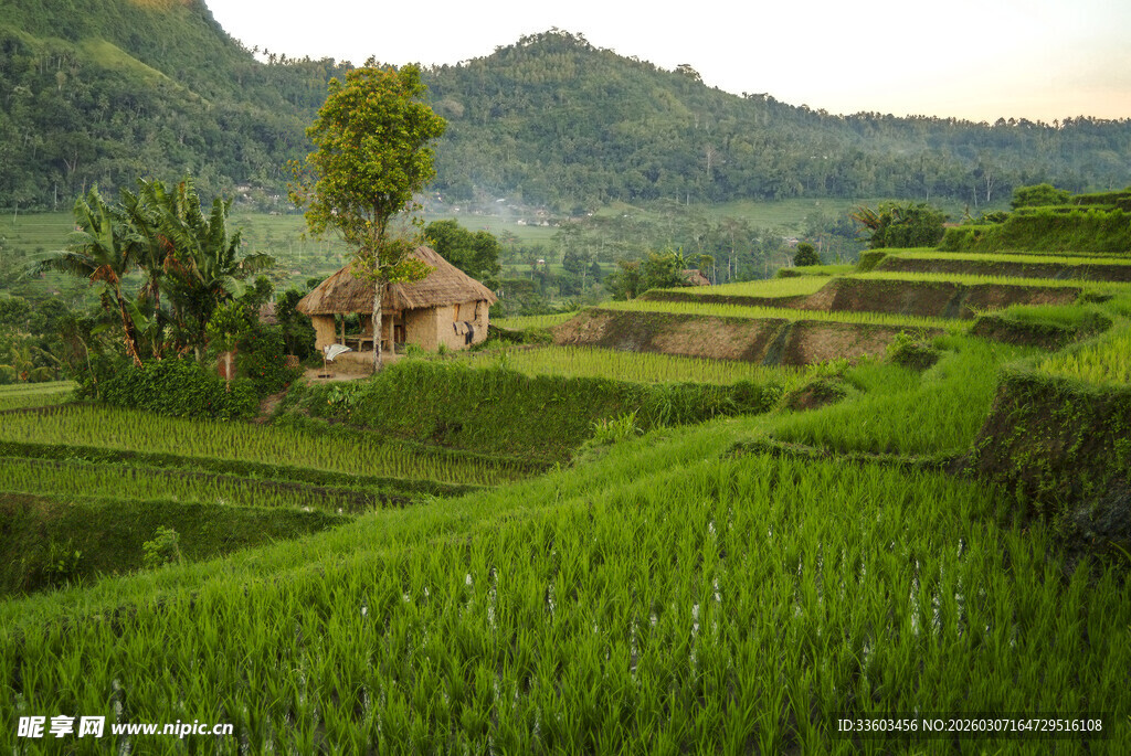 翠绿梯田中的山间小屋