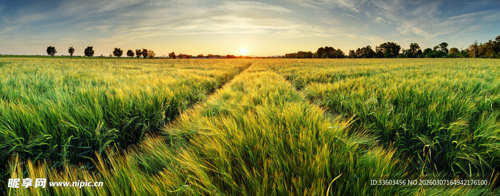 金色麦田日落美景