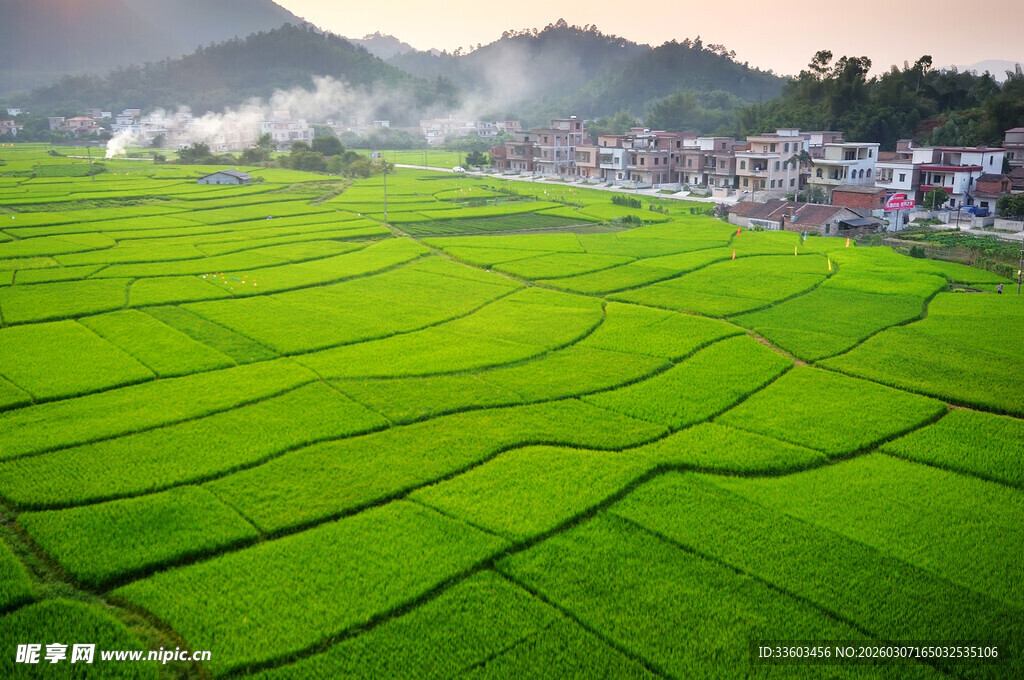 翠绿稻田与远处村落美景