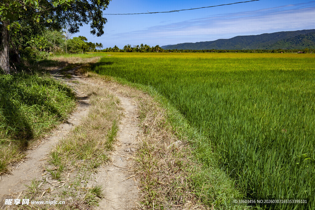 乡间小径旁的翠绿田野