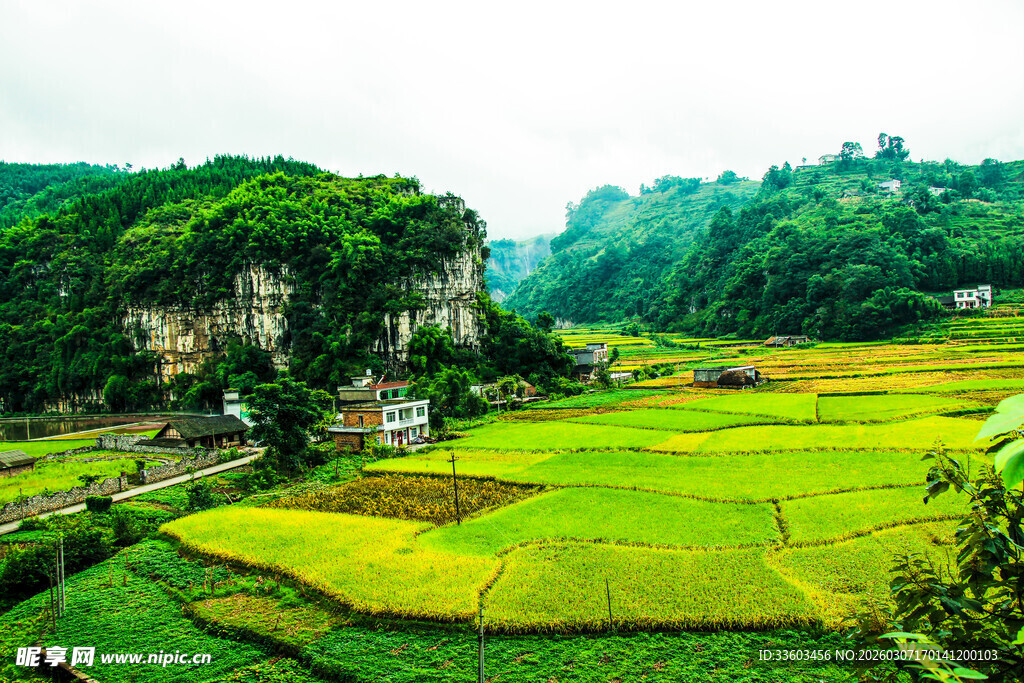 田园风光中的翠绿稻田