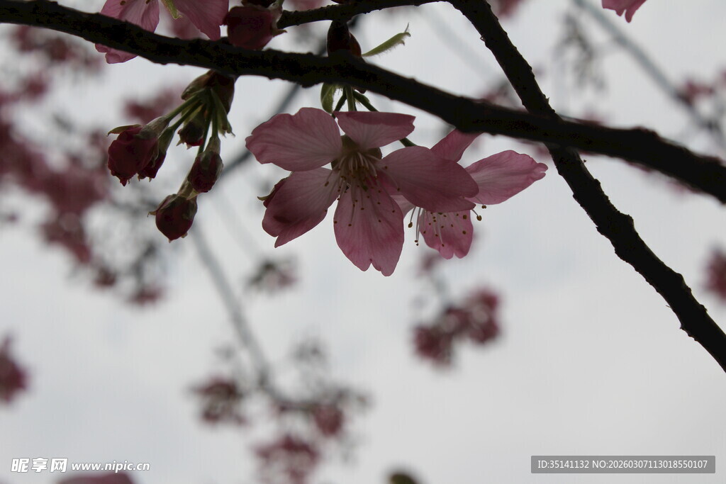樱花