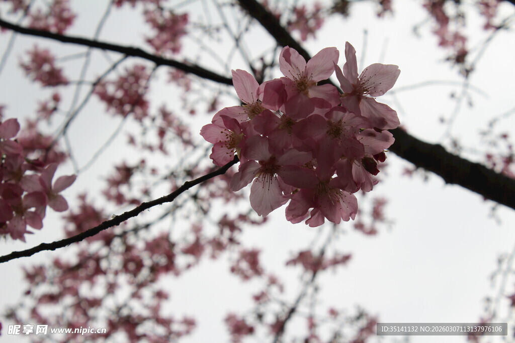 樱花