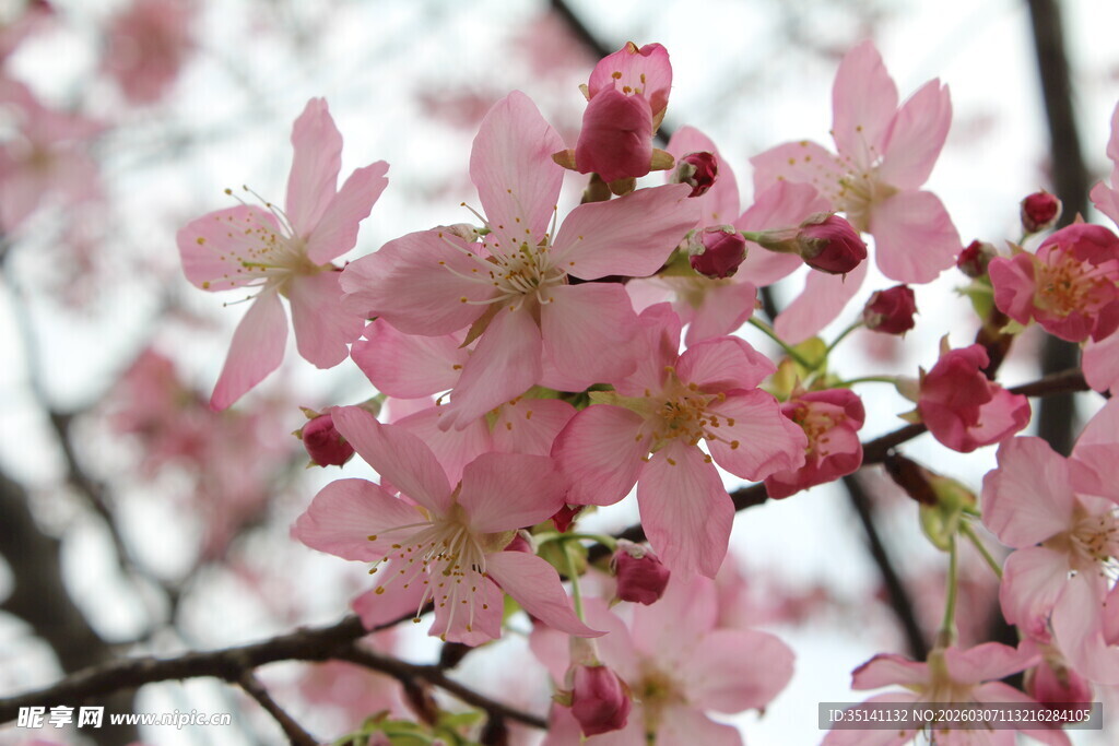 樱花