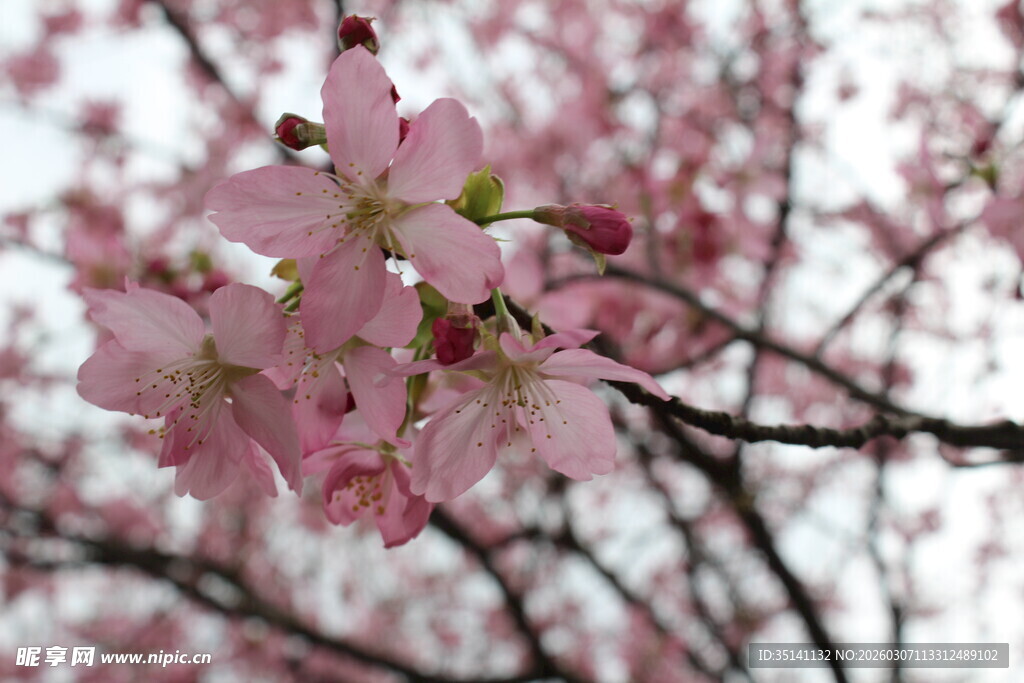 樱花