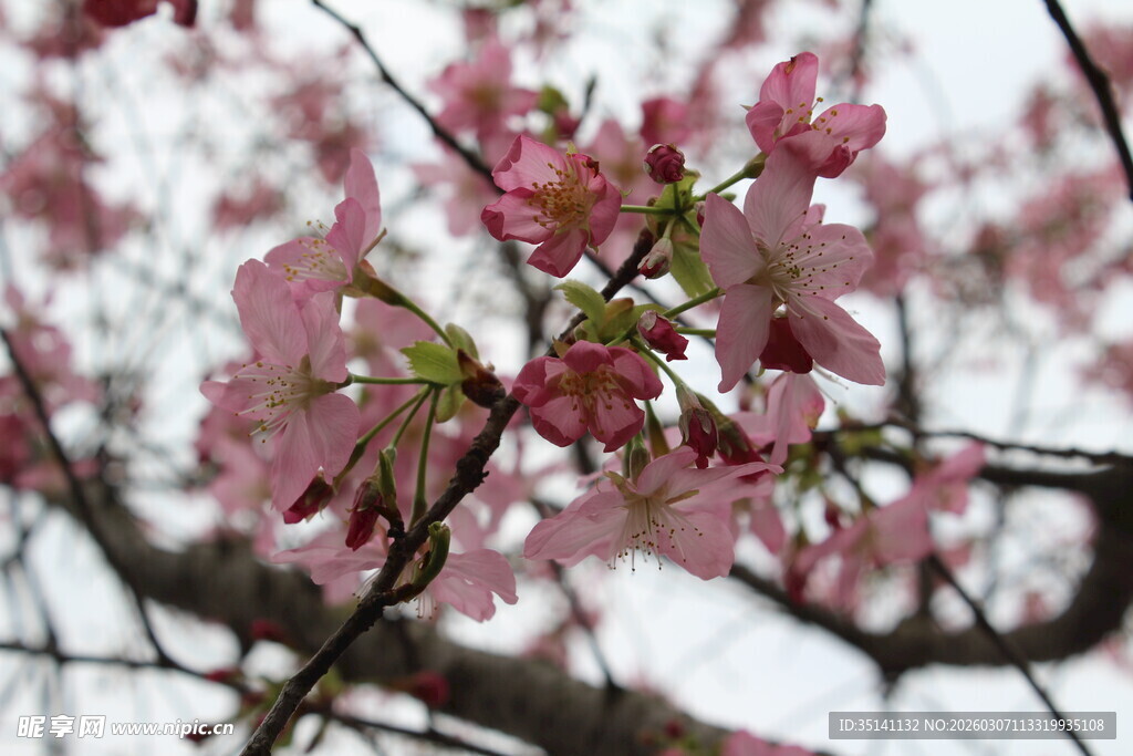 樱花