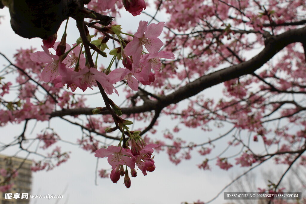 樱花