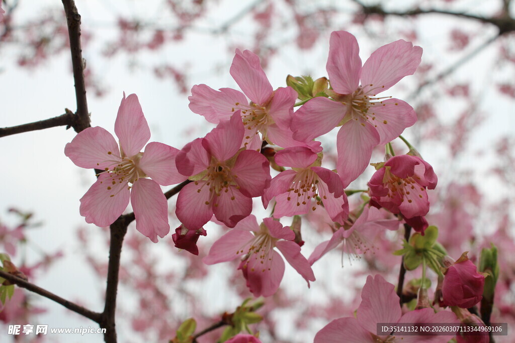 樱花