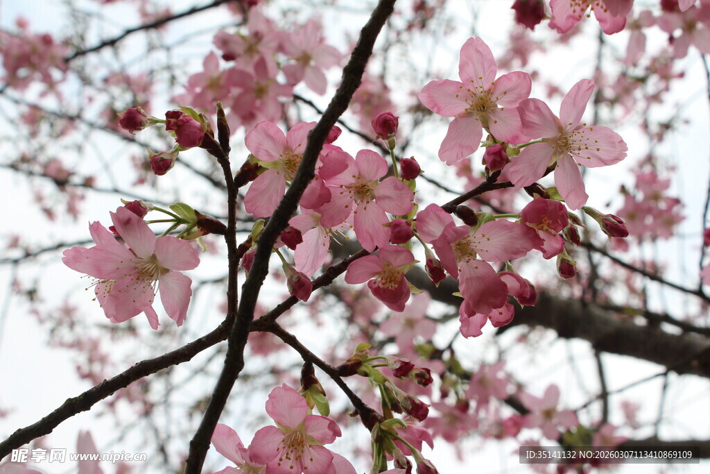 樱花