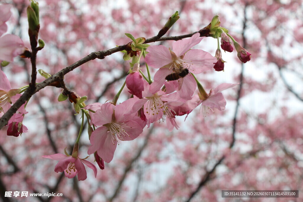 樱花