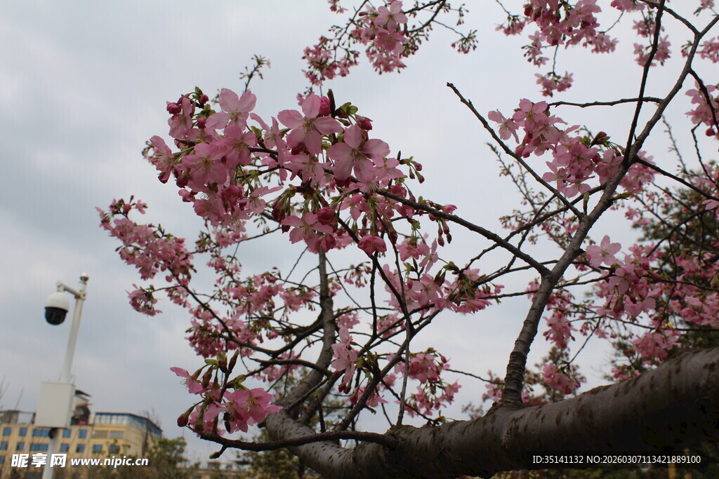 樱花