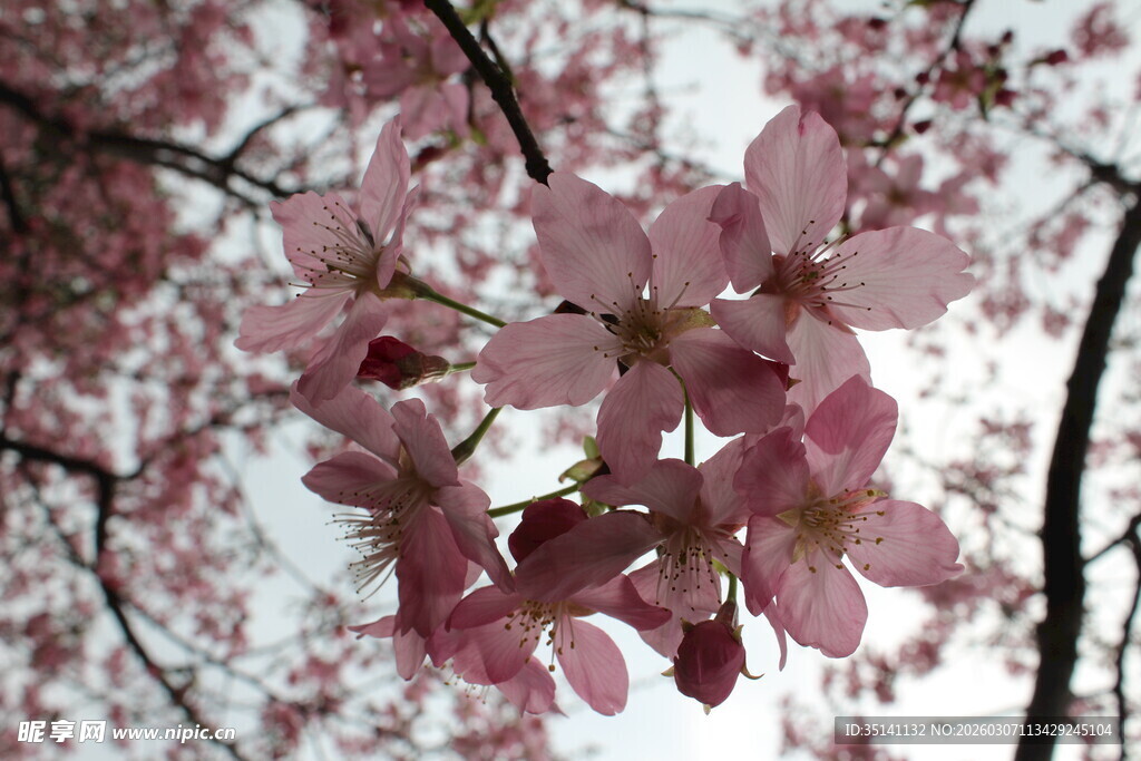 樱花