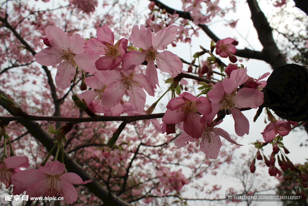 樱花
