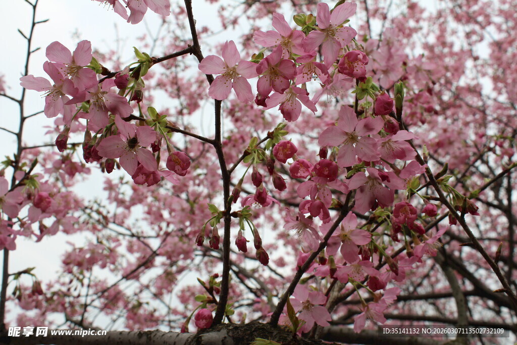 樱花