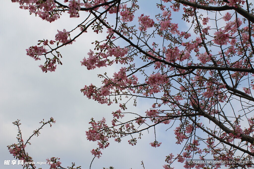 樱花